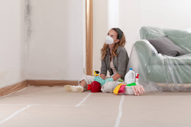 Reliable Mold Cleanup contractor in Belmont, MI by Cheap Mold Removal